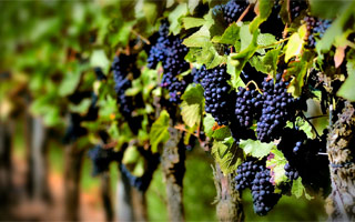 Photo of Monastrell grapes